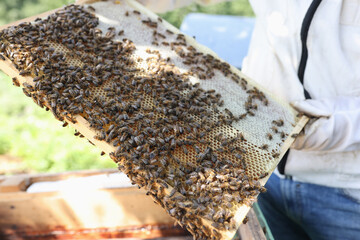 Beekeeper holds frame with honey and bees