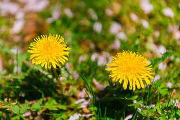 dandelions in the grass