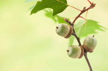 Oak branch with green acorns on a green blurred background.