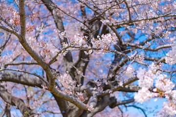 blooming tree