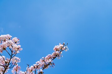 cherry tree blossom