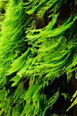 Closer look at fern leaves with tiny cute fruits