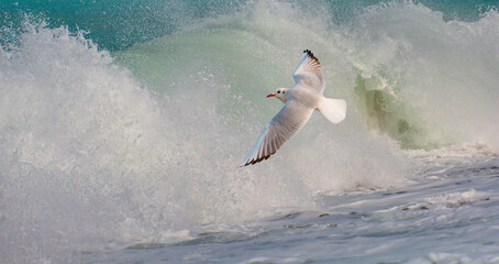 A seagull flying among strong sea waves