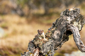 Stoat short tailed weasel wildlife portrait outdoors in nature.