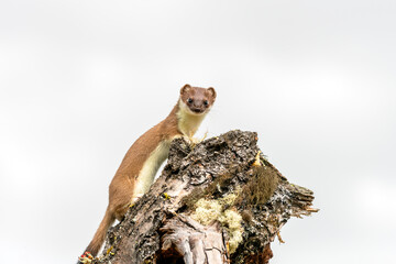 Stoat short tailed weasel wildlife portrait outdoors in nature.