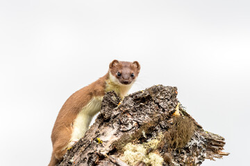 Stoat short tailed weasel wildlife portrait outdoors in nature.