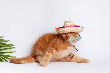 a ginger cat in sunglasses and a sombrero hat is isolated on a white background, the concept of...