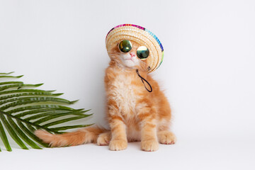a ginger cat in sunglasses and a sombrero hat is isolated on a white background, the concept of...