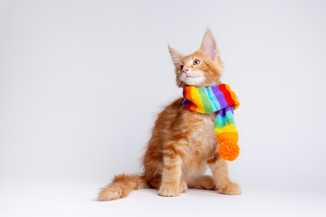 ginger cat in with a rainbow-colored scarf isolated on a white background,