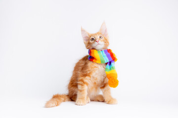 ginger cat in with a rainbow-colored scarf isolated on a white background,