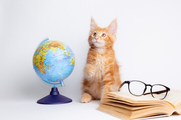 a ginger cat with books and a globe and glasses is isolated on a white background
