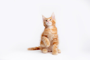 Fototapeta na wymiar a ginger cat is sitting on a white background, isolated
