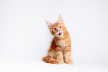 a ginger cat is sitting on a white background, isolated