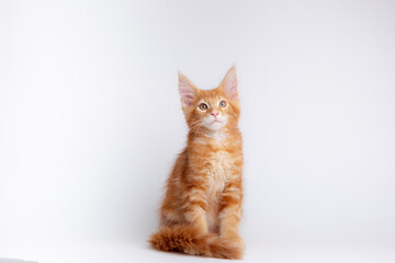 a ginger cat is sitting on a white background, isolated