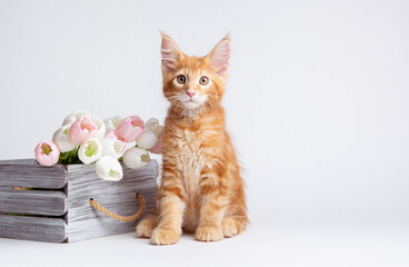 a red-haired Maine Coon cat with a bouquet of spring tulip flowers is isolated on a white background