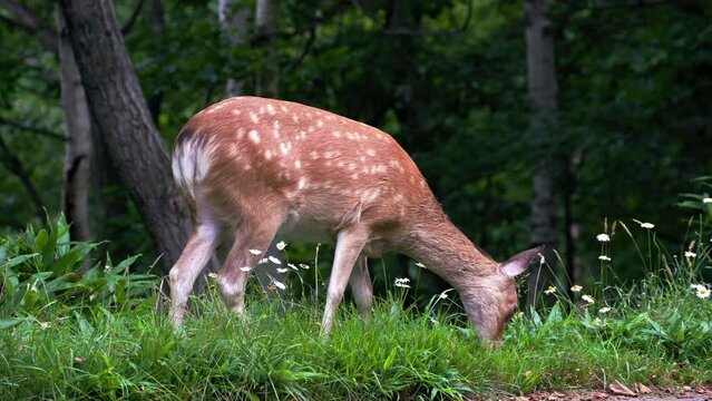 World Heritage Shiretoko Ezo Deer