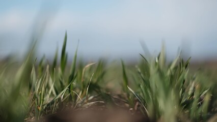 green wheat lifestyle sprouts on early spring field. farming wheat green field agribusiness concept. walk in a large wheat field. agriculture young crop of green wheat in spring on field landscape