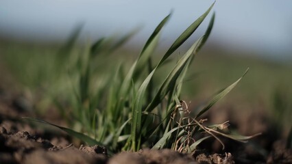 green wheat lifestyle sprouts on early spring field. farming wheat green field agribusiness concept. walk in a large wheat field. agriculture young crop of green wheat in spring on field landscape