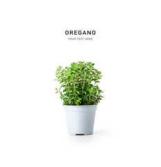 Fresh oregano marjoram isolated on white background. Herbs in pot.