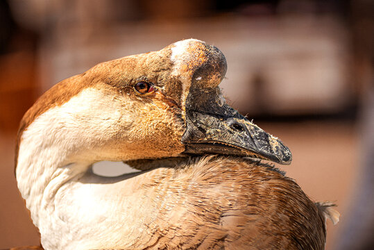 very sad looking chinese goose