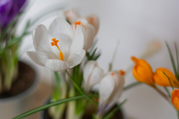 Close-up shot of a pot of crocuses in white color photo from above birthday greeting card