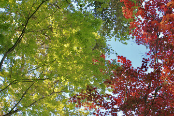 Maple trees with red and green leaves and the blue sky