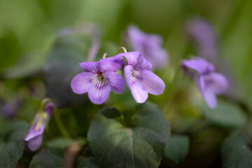 Duftveilchen (Viola Odorata) im Garten - 498702661