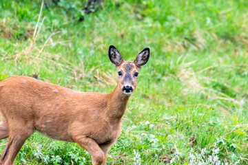 Wildlife portrait of western roe deer capreolus capreolus outdoors in nature.