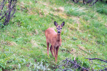 Wildlife portrait of western roe deer capreolus capreolus outdoors in nature.