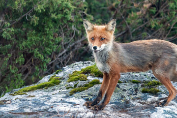 Wildlife portrait of red fox vulpes vulpes outdoors in nature. Predator and wilderness concept.