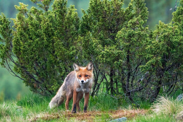 Wildlife portrait of red fox vulpes vulpes outdoors in nature. Predator and wilderness concept.