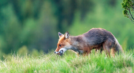 Wildlife portrait of red fox vulpes vulpes outdoors in nature. Predator and wilderness concept.