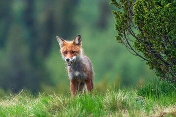 Fototapeta premium Wildlife portrait of red fox vulpes vulpes outdoors in nature. Predator and wilderness concept.