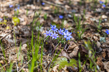 Violet flower or Hepatica Nobilis blooming in early springtime