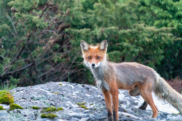 Fototapeta premium Wildlife portrait of red fox vulpes vulpes outdoors in nature. Predator and wilderness concept.