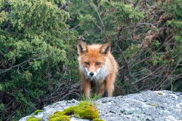 Wildlife portrait of red fox vulpes vulpes outdoors in nature. Predator and wilderness concept.