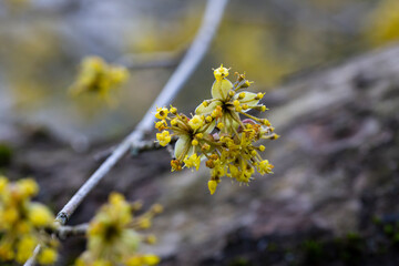 branches with flowers of European Cornel Cornus mas in early spring. Cornelian cherry, European cornel or Cornelian cherry dogwood Cornus mas flovering. Early spring flowers in natural habitat