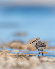 bird on the beach