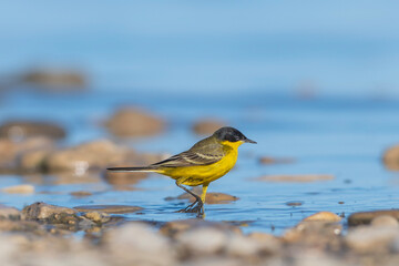 yellow bird on the beach