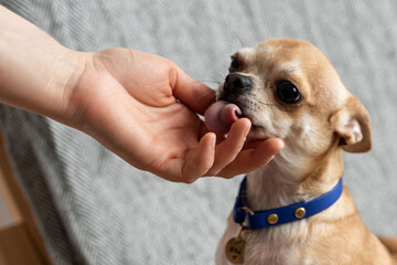 Adult's hand strokes small dog in blue collar. Dog licks. Concept is forgotten about pets