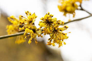 close-up of a branch with yellow flowers of the European dogwood Cornus mas in early spring,...