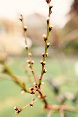 Closeup picture of wild plum tree buds