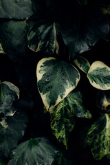 Closeup shot of green leaves with dewdrops