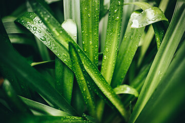 Closeup shot of green leaves with dewdrops