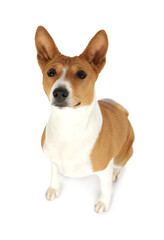 Cute purebred Basenji dog over white background
