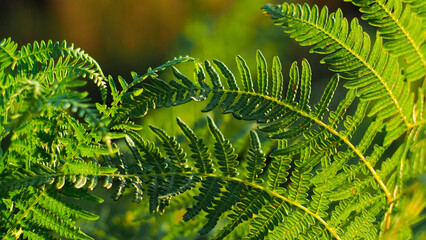 Macro de belles feuilles de fougère, d'un vert éclatant, mises en valeur par la lumière du soleil