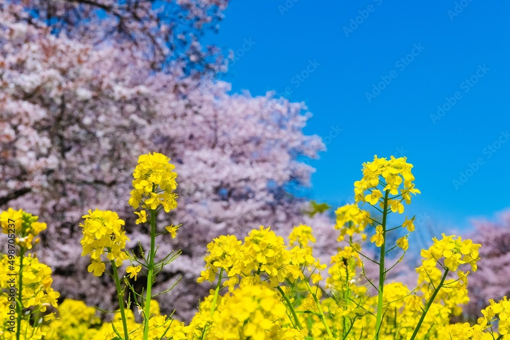 Sticker field of yellow flowers