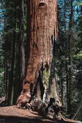 Tree trunk in the forest