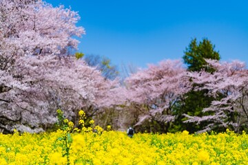 lavender field in spring