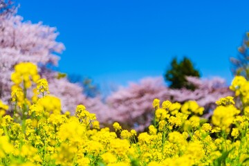 flowers in the field